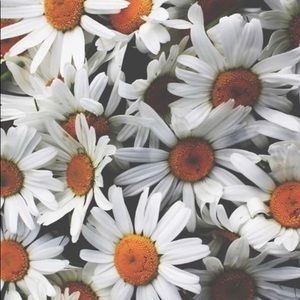 Meet your Posher, Dolores